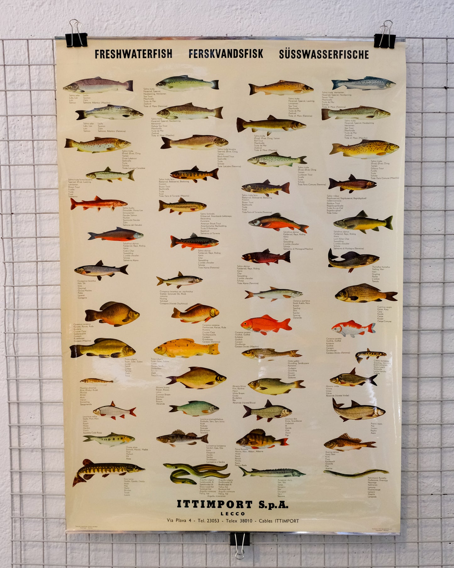 Poster educativo vintage pesci d’acqua dolce