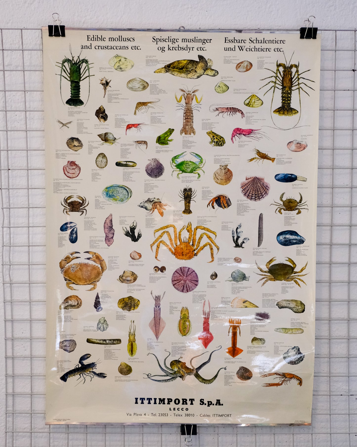 Poster educativo vintage molluschi e crostacei