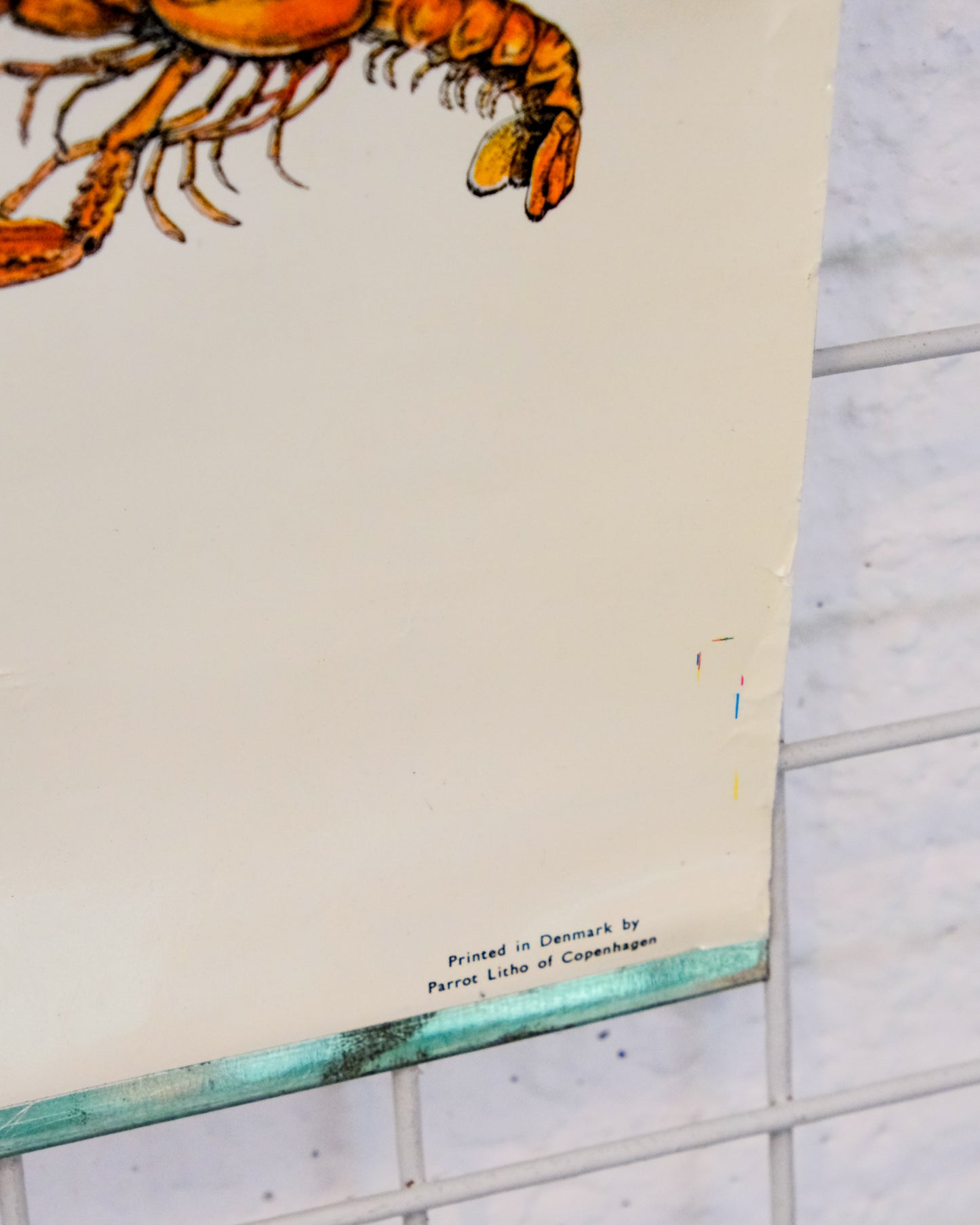 Poster educativo vintage molluschi e crostacei