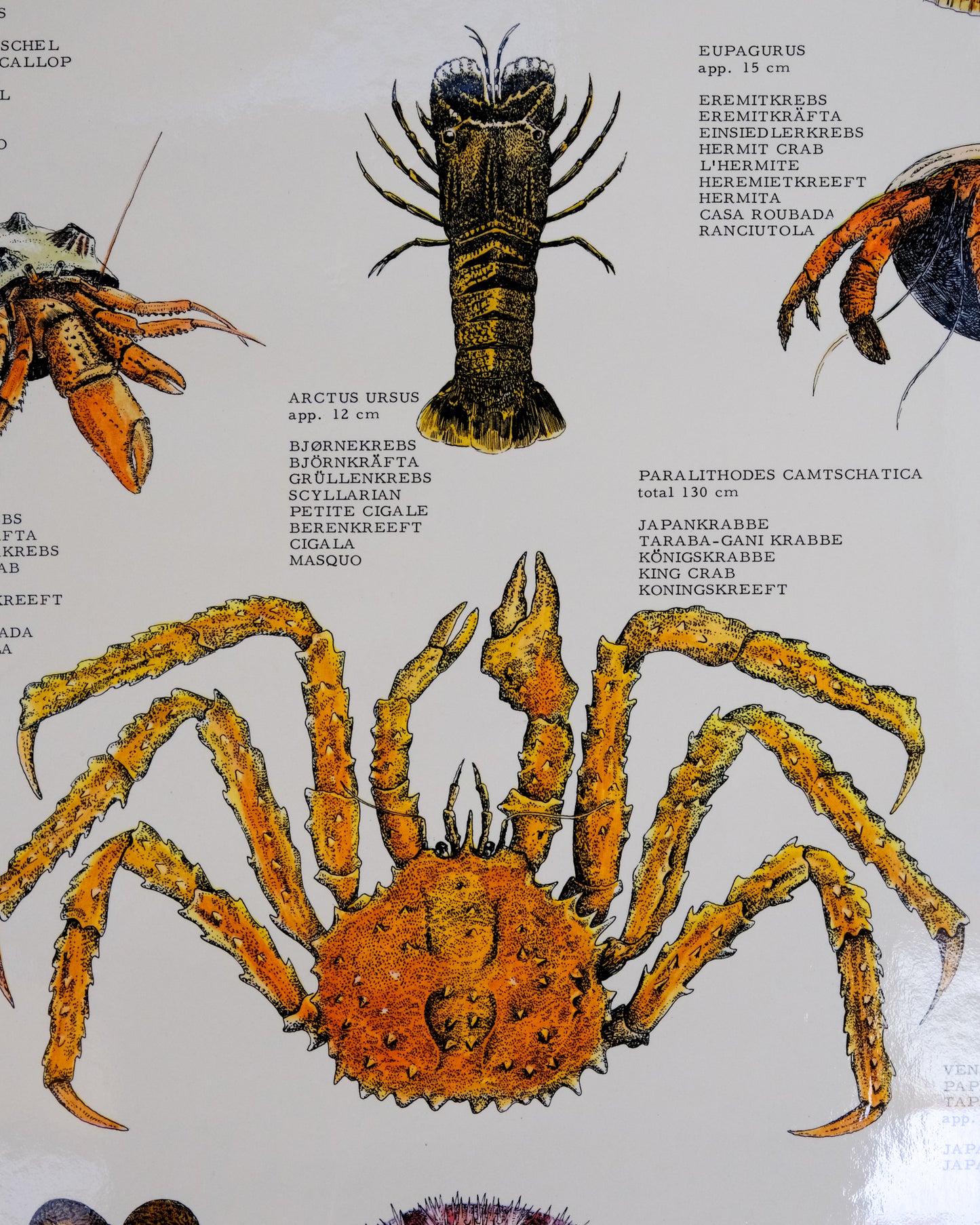 Poster educativo vintage molluschi e crostacei