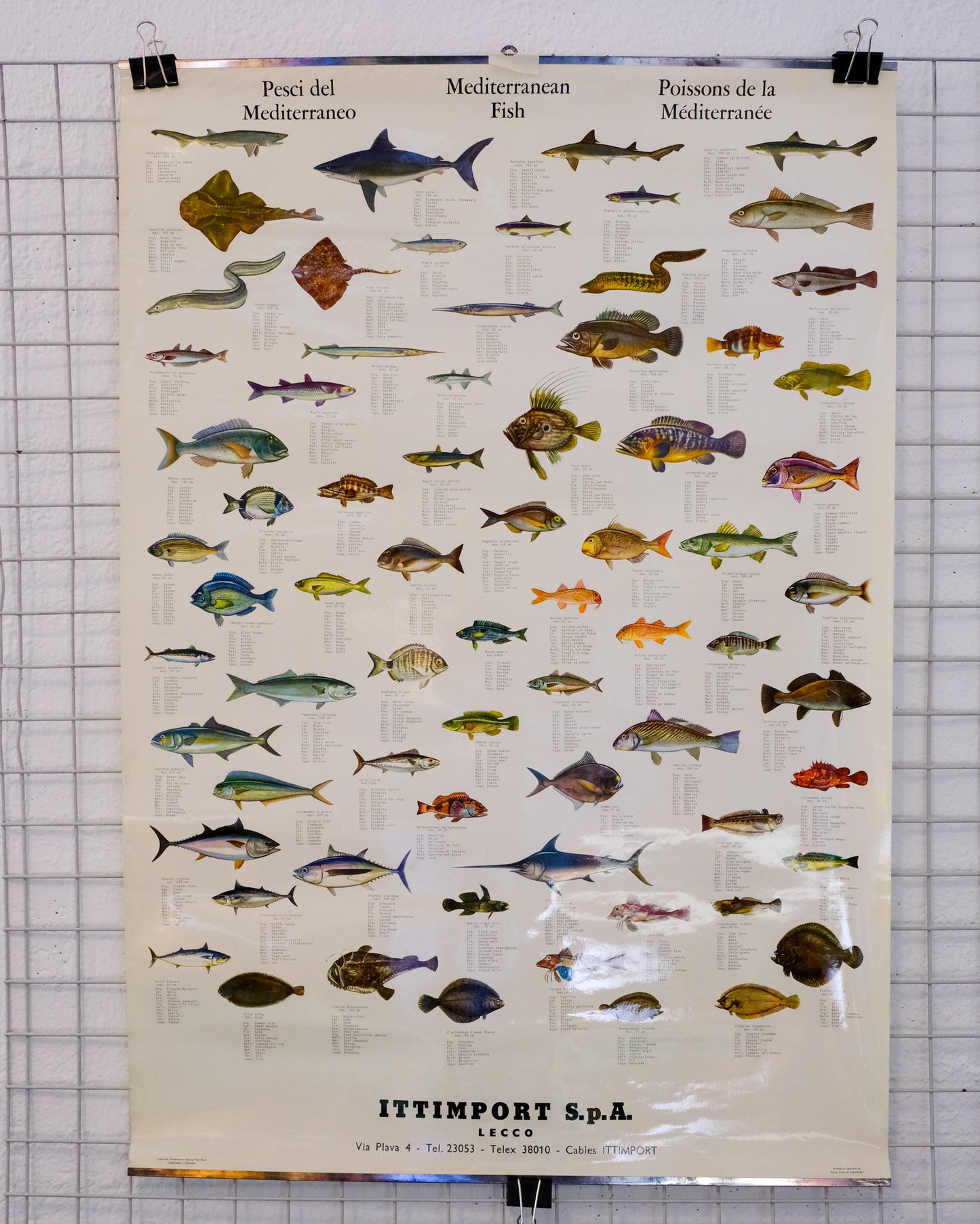 Poster educativo vintage pesci del Mediterraneo