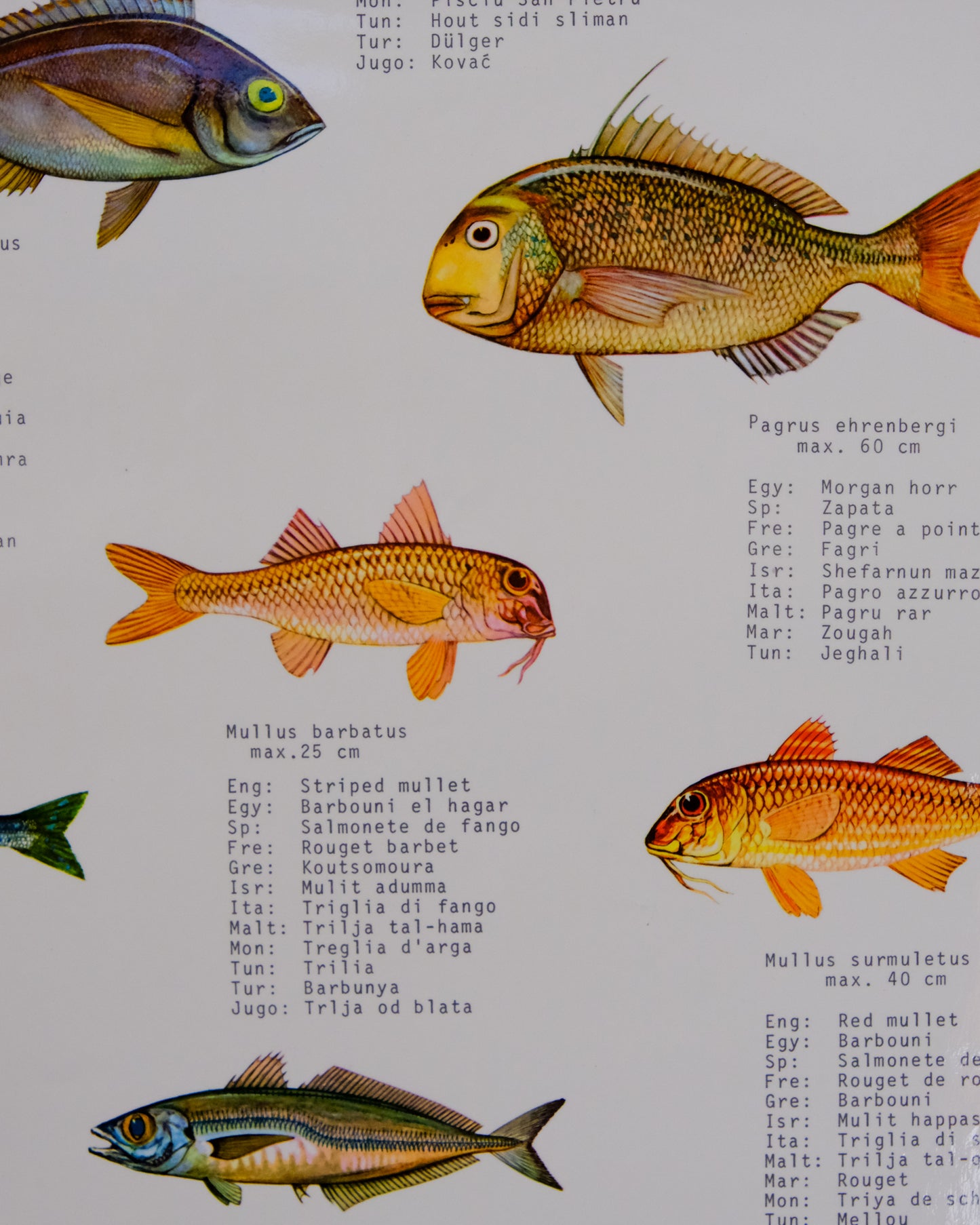 Poster educativo vintage pesci del Mediterraneo