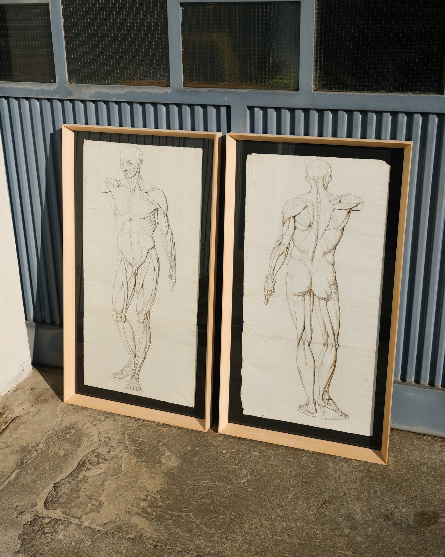 Coppia di disegni anatomici