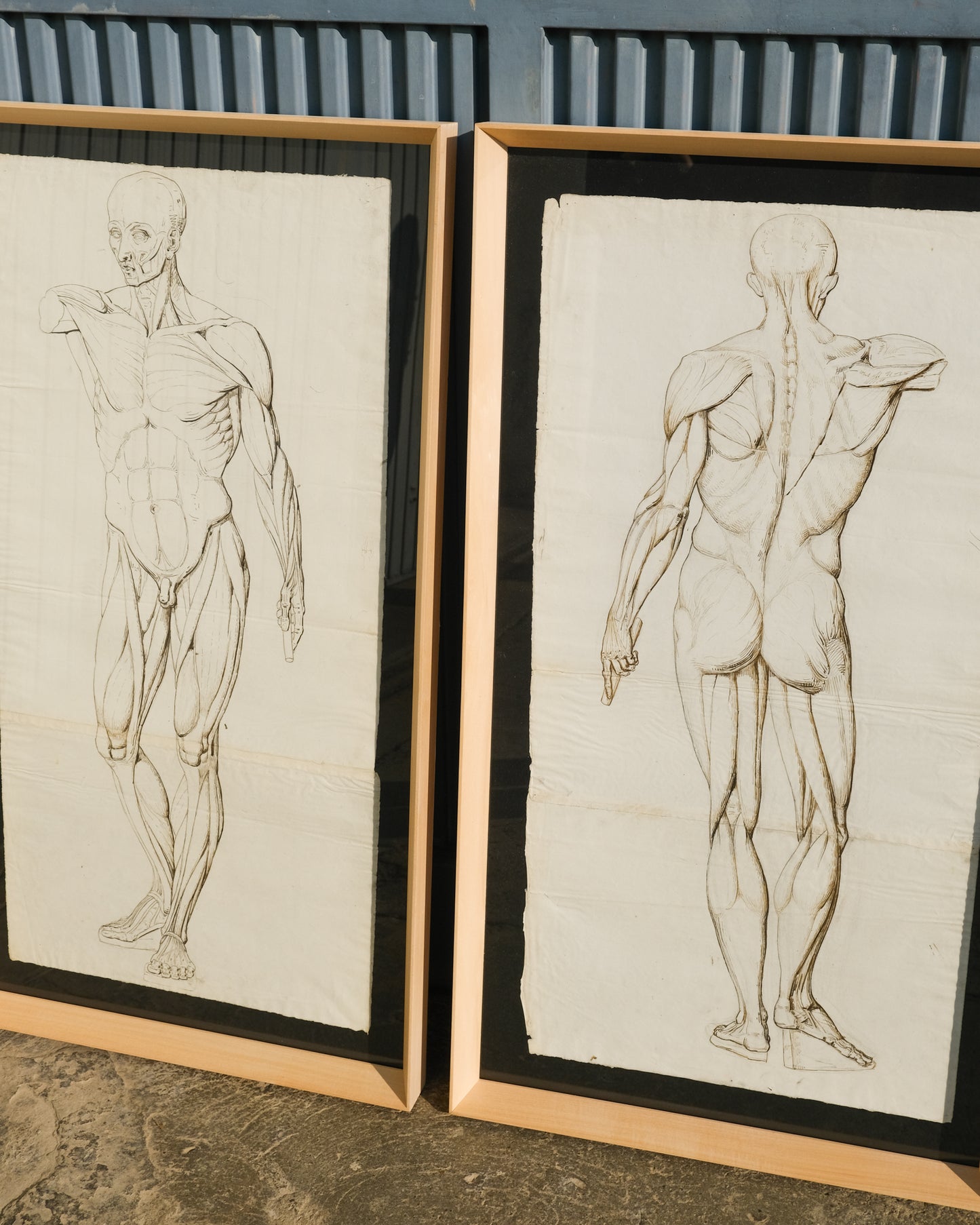 Coppia di disegni anatomici