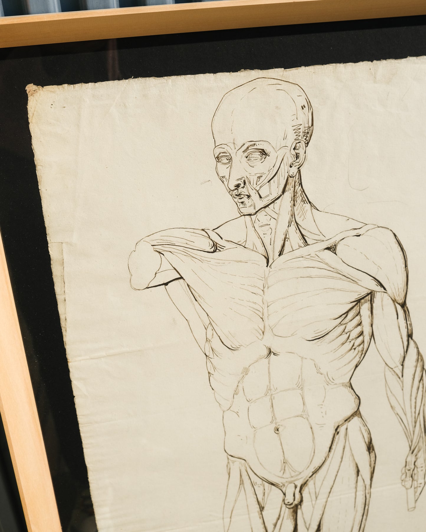 Coppia di disegni anatomici