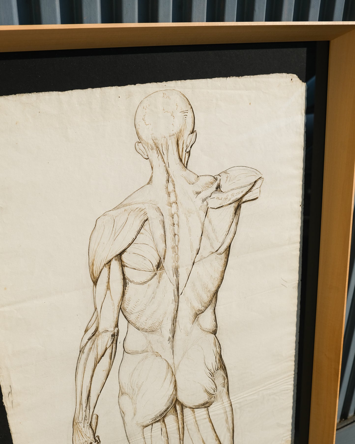 Coppia di disegni anatomici