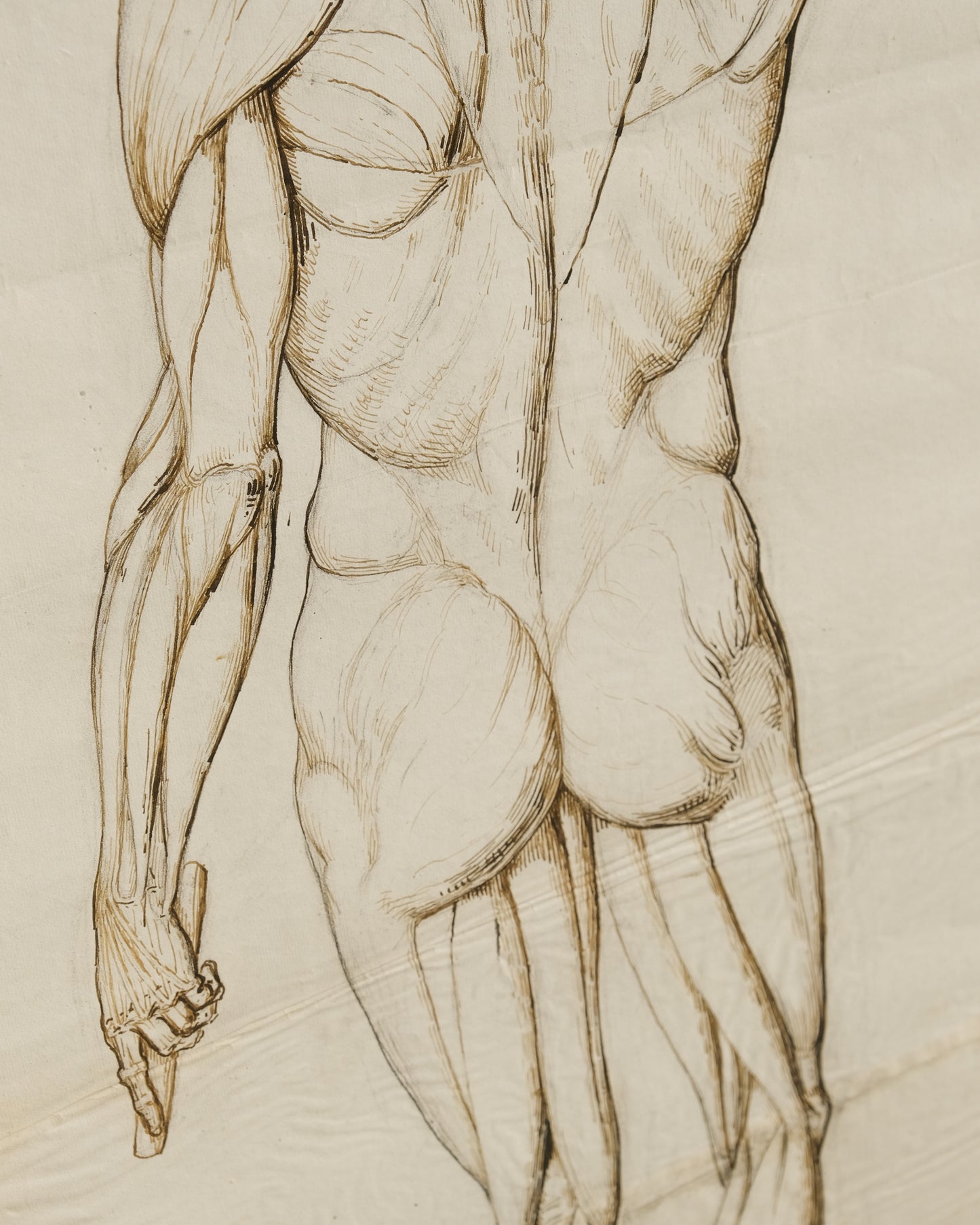 Coppia di disegni anatomici