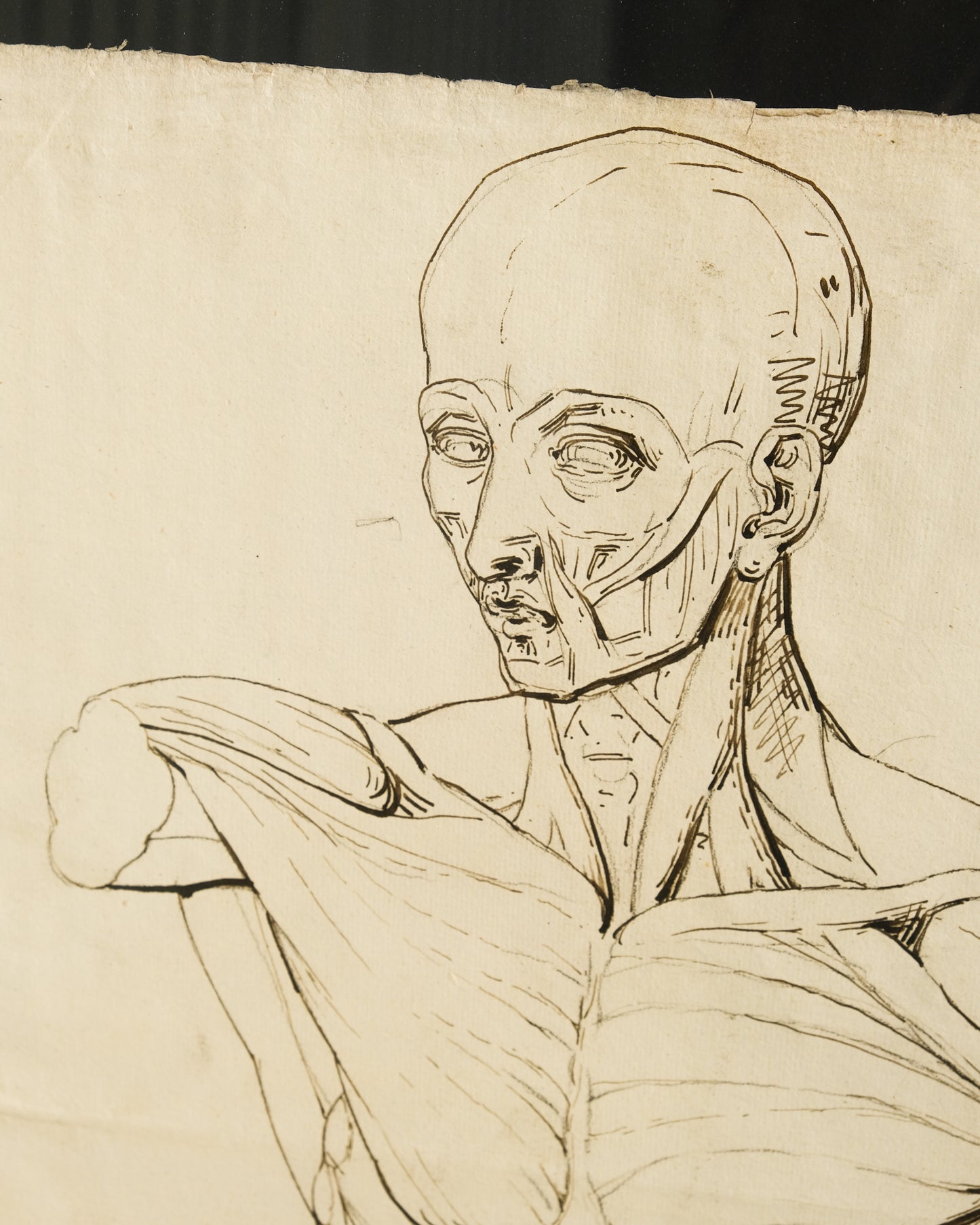 Coppia di disegni anatomici