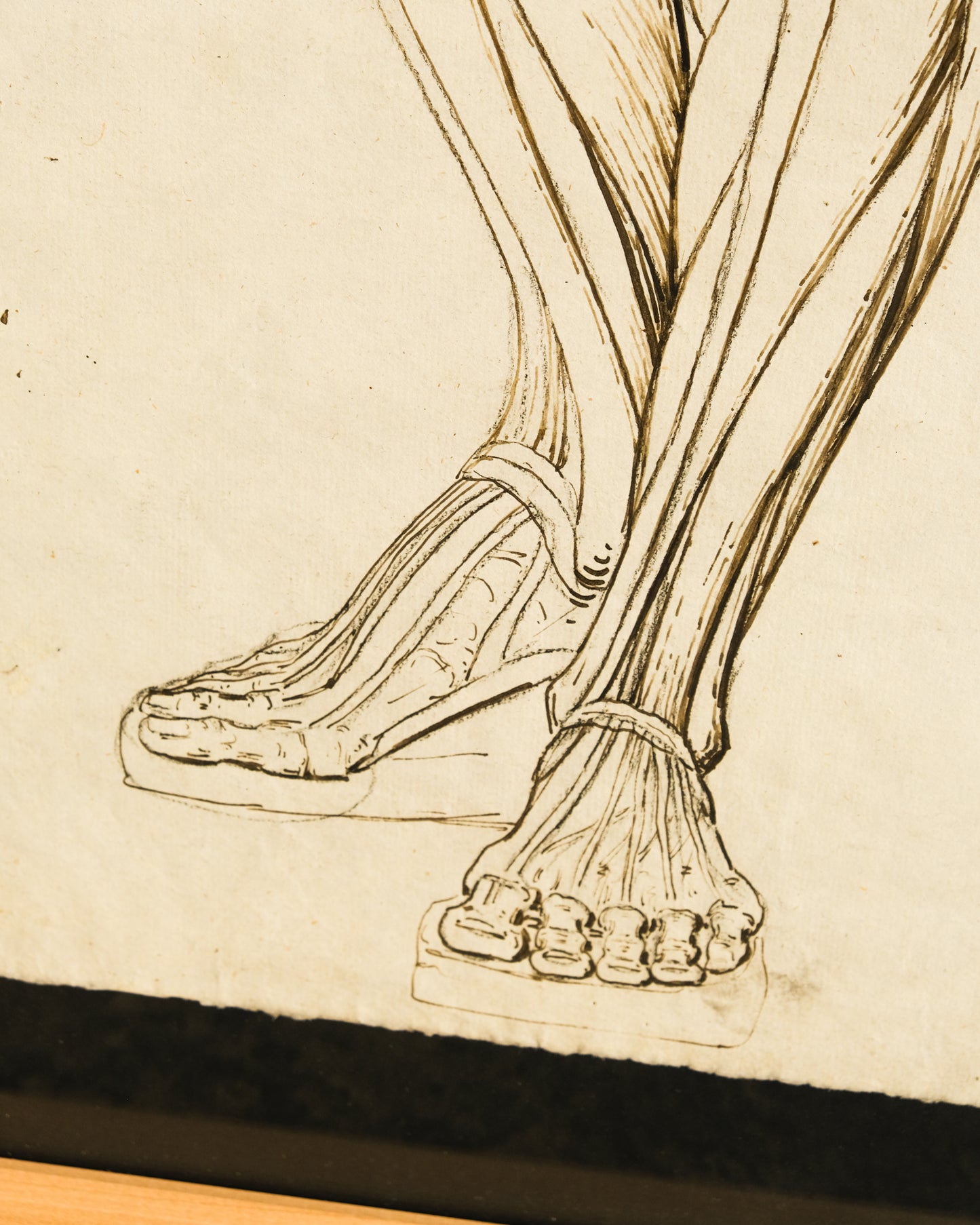 Coppia di disegni anatomici